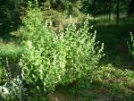 Nepeta cataria  (Seed)